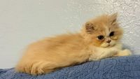 Persian Cats for sale in Huntsville, Alabama. price: $650