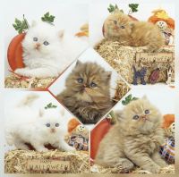 Persian Cats for sale in Lake Placid, Florida. price: $1,450