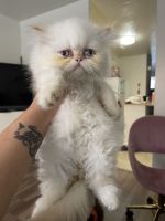 Persian Cats for sale in Worcester, MA, USA. price: $900