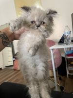 Persian Cats for sale in Worcester, MA, USA. price: $900