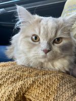 Persian Cats for sale in Worcester, MA, USA. price: $500