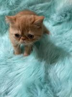 Persian Cats for sale in Hillsboro, OR, USA. price: $800