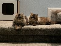 Persian Cats for sale in Ft. Myers, Florida. price: NA