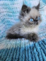 Persian Cats for sale in Vacaville, California. price: $1,200