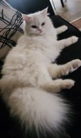 Persian Cats for sale in Los Angeles, CA 90023, USA. price: $200