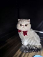 Persian Cats for sale in Las Vegas, Nevada. price: $500