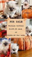 Persian Cats for sale in Rochester, New York. price: $1,100