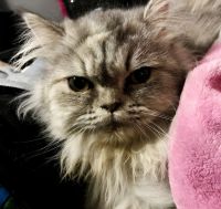 Persian Cats for sale in Los Angeles, CA 90023, USA. price: $200