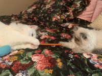 Persian Cats for sale in Hartford, West Virginia. price: $450