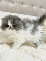 Persian Cats for sale in Ontario, NY 14519, USA. price: $1,200