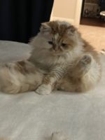 Persian Cats for sale in Las Vegas, Nevada. price: NA