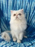 Persian Cats for sale in Waxhaw, North Carolina. price: $300