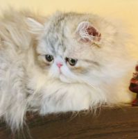 Persian Cats for sale in West Palm Beach, Florida. price: $1,500