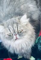 Persian Cats for sale in West Palm Beach, Florida. price: $1,500