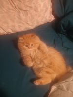 Persian Cats for sale in Lewistown, Pennsylvania. price: $500