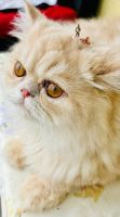 Persian Cats for sale in West Palm Beach, Florida. price: $1,750