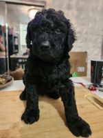 Poodle Puppies for sale in Wyandanch, New York. price: $800