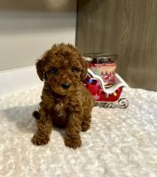 Poodle Puppies for sale in Auburn Hills, Michigan. price: $1,500