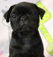 Pug Puppies for sale in Abilene, KS 67410, USA. price: $2,000