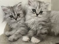 Ragamuffin Cats for sale in York, Pennsylvania. price: $800