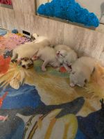 Ragdoll Cats for sale in Ft. Edward, New York. price: $900