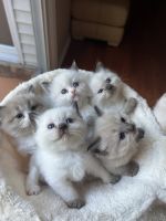 Ragdoll Cats for sale in Williamsville, NY 14221, USA. price: $1,000