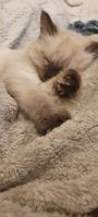 Ragdoll Cats for sale in Dingmans Ferry, Pennsylvania. price: $600