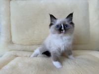 Ragdoll Cats for sale in Stamford, Connecticut. price: NA