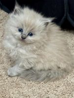 Ragdoll Cats for sale in Knoxville, TN, USA. price: $2,000