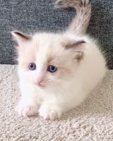 Ragdoll Cats for sale in Beachwood, New Jersey. price: $650