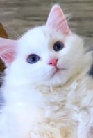 Ragdoll Cats for sale in Charlotte, North Carolina. price: NA