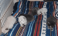 Ragdoll Cats for sale in Center Sandwich, New Hampshire. price: $12,001,500