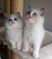 Ragdoll Cats for sale in New York City, New York. price: $500