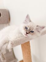 Ragdoll Cats for sale in Rochester, New York. price: $1,500