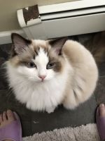 Ragdoll Cats for sale in Levittown, NY 11756, USA. price: $2,000