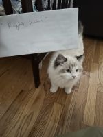 Ragdoll Cats for sale in Jamaica, New York. price: $1,800