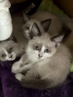 Ragdoll Cats for sale in Milford, Michigan. price: $600