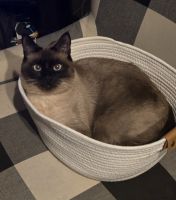 Ragdoll Cats for sale in Mertztown, Pennsylvania. price: $100