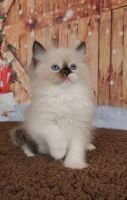 Ragdoll Cats for sale in Buffalo, New York. price: $1,775