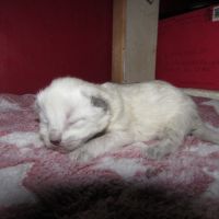 Ragdoll Cats for sale in Beckley, West Virginia. price: $400