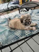 Shih Tzu Puppies for sale in Greenwood, Indiana. price: $240