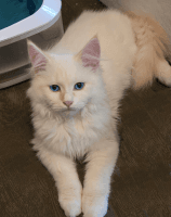 Siberian Cats for sale in Dallas, Texas. price: NA