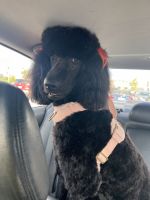 Standard Poodle Puppies for sale in Bel Air, Maryland. price: $1,100