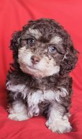 Toy Poodle Puppies for sale in Newark, NJ 07106, USA. price: $1,500