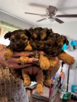 YorkiePoo Puppies for sale in North Richland Hills, Texas. price: $1,200