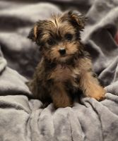 Yorkshire Terrier Puppies for sale in Stockton, California. price: $1,000