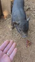 Miniature Pig Animals for sale in Richfield, North Carolina. price: $300