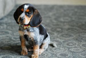 Bluetick Beagle Photo