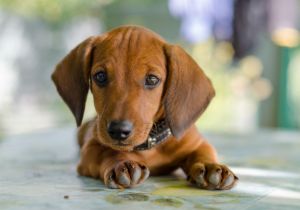 Dachshund Photo