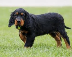 Gordon Setter Photo